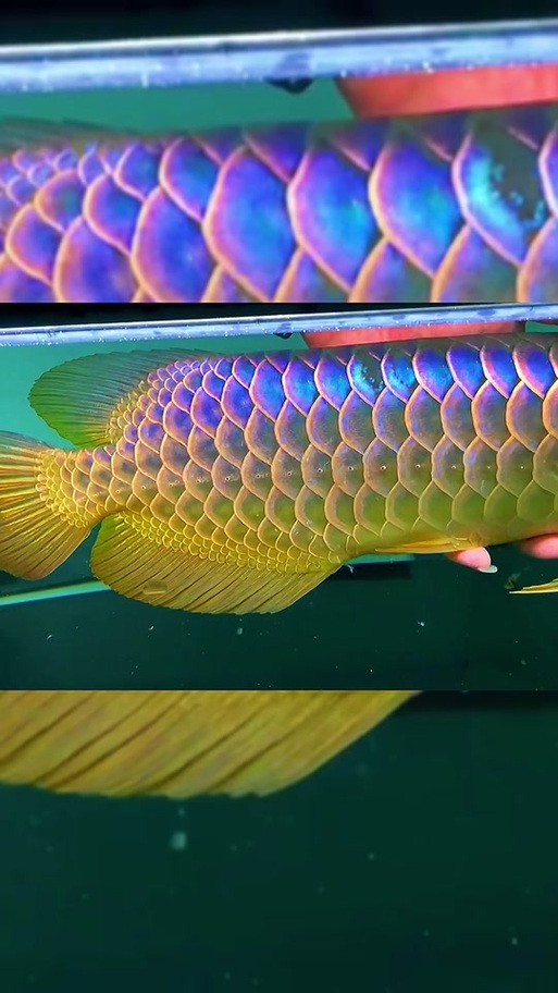 提供幾張龍魚(yú)白毛病的圖片|龍魚(yú)白毛病會(huì)自愈嗎？
