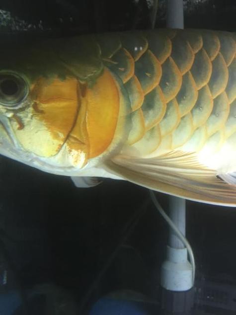 提供幾張龍魚(yú)白毛病的圖片|龍魚(yú)白毛病會(huì)自愈嗎？