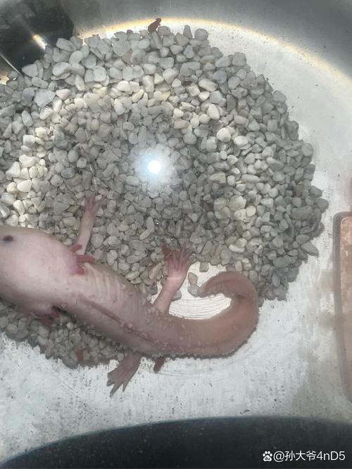 提供幾張龍魚(yú)白毛病的圖片|龍魚(yú)白毛病會(huì)自愈嗎？