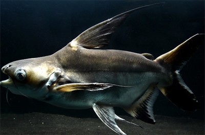 魚缸過濾系統(tǒng)壞了(魚缸過濾系統(tǒng)壞了魚能堅(jiān)持多久)
