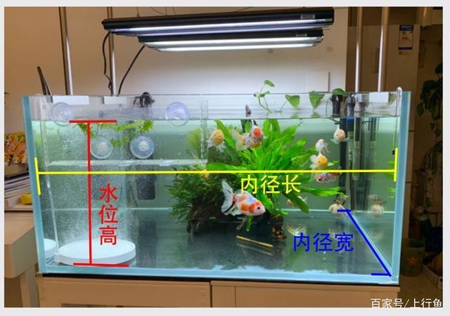 魚缸最佳水位圖|魚缸最佳水位設置的黃金法則