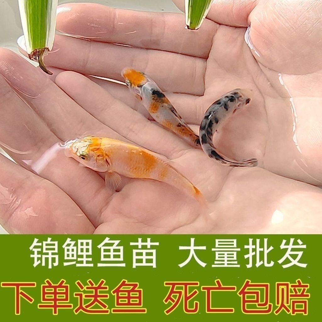 銀龍魚水溫度多少最佳 銀龍魚的水溫在多少度合適 銀龍魚水溫度多少最佳 銀龍魚的水溫在多少度合適 金龍魚百科 第2張