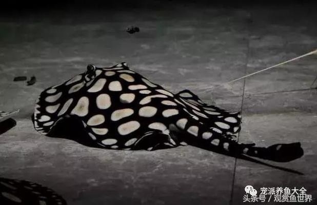 金龍魚可以吃蝌蚪么嗎