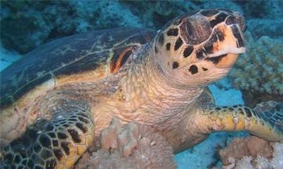 辦公室魚缸的擺放有什么講究和忌諱，辦公室魚缸養什么魚好化解辦公室風水煞氣方法