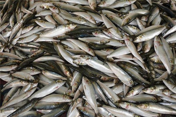 魚死了是吉兆還是兇兆|風(fēng)水魚死亡的吉兇解讀：魚死亡的吉兇解讀本質(zhì)上是辯證的