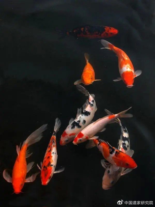 魚死了是吉兆還是兇兆|風(fēng)水魚死亡的吉兇解讀：魚死亡的吉兇解讀本質(zhì)上是辯證的