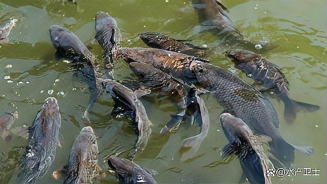 魚真菌感染怎么治療|《魚真菌感染怎么治療》