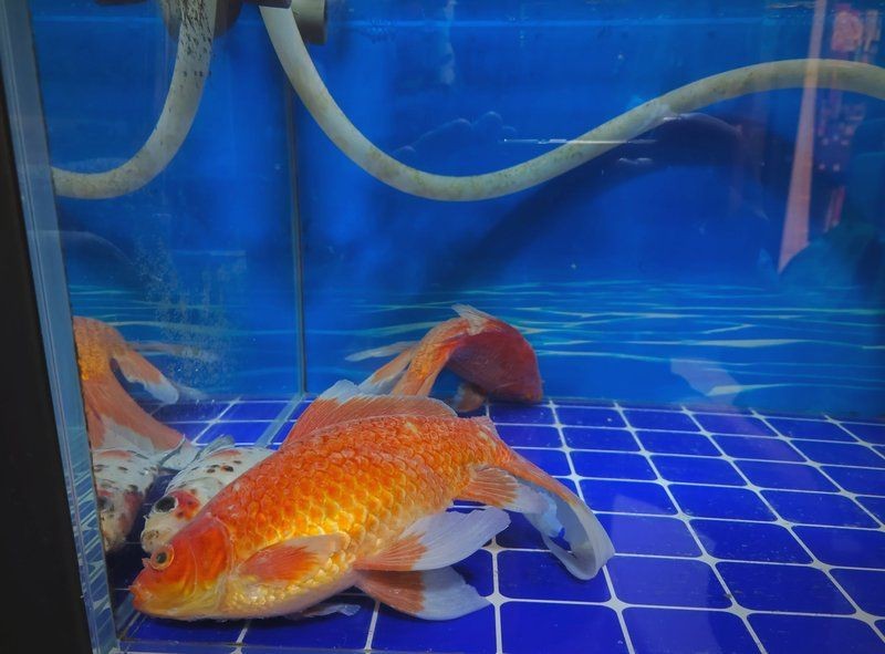 魚真菌感染怎么治療|《魚真菌感染怎么治療》