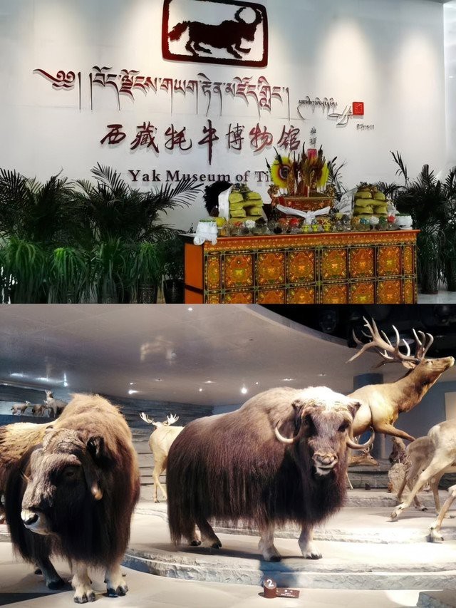 薩迦龍魚店|薩迦龍魚店是一家獨具特色的觀賞魚店鋪，由中型工廠改造而成 薩迦龍魚店|薩迦龍魚店是一家獨具特色的觀賞魚店鋪，由中型工廠改造而成 全國水族館企業(yè)名錄 第2張