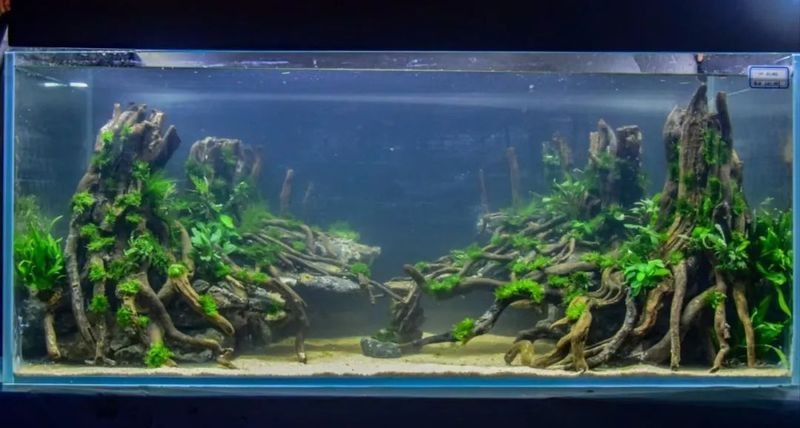 能提供更多龍魚缸造景設(shè)計(jì)效果圖嗎？|龍魚缸造景設(shè)計(jì)效果圖