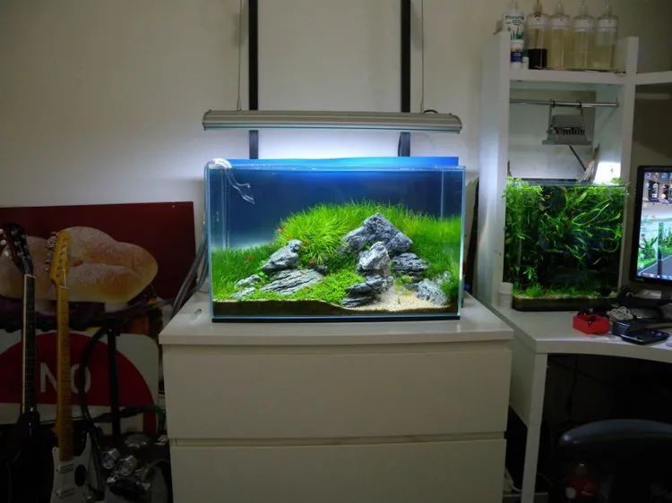 能提供更多龍魚缸造景設(shè)計(jì)效果圖嗎？|龍魚缸造景設(shè)計(jì)效果圖