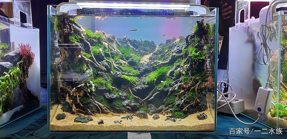 能提供更多龍魚缸造景設(shè)計(jì)效果圖嗎？|龍魚缸造景設(shè)計(jì)效果圖