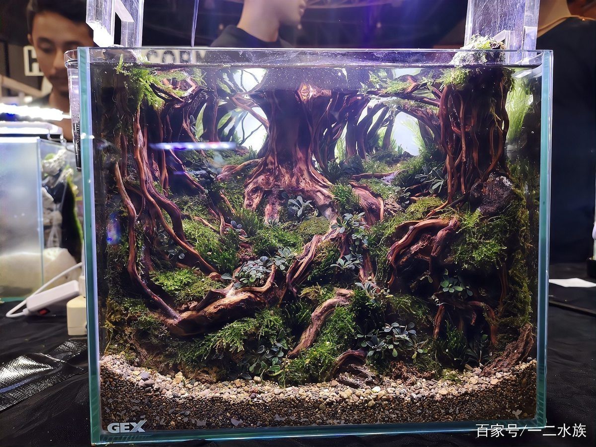 能提供更多龍魚缸造景設(shè)計(jì)效果圖嗎？|龍魚缸造景設(shè)計(jì)效果圖