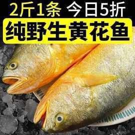 海魚一般多少錢一條|海魚多少錢一斤 海魚一般多少錢一條|海魚多少錢一斤 龍魚論壇 第3張