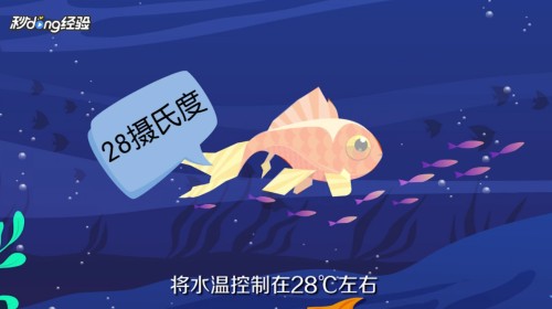 黃金貓魚怎么養(yǎng)才能養(yǎng)活呢圖片視頻(金魚怎樣養(yǎng)活)