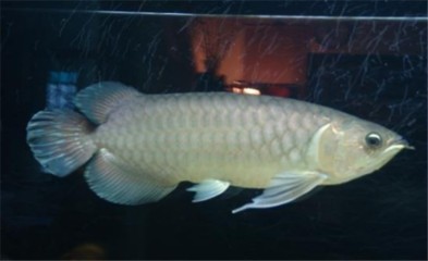 紅龍魚45公分怎么喂養的
