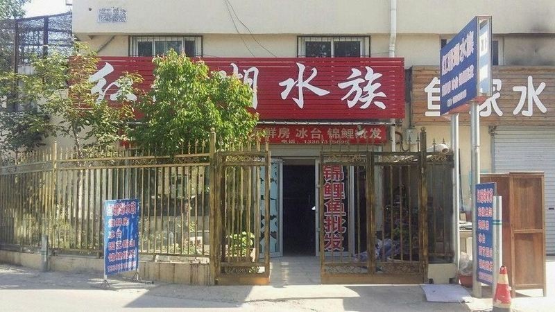 芝罘水族店|煙臺芝罘區景瀧水族館yantai0104601.11467