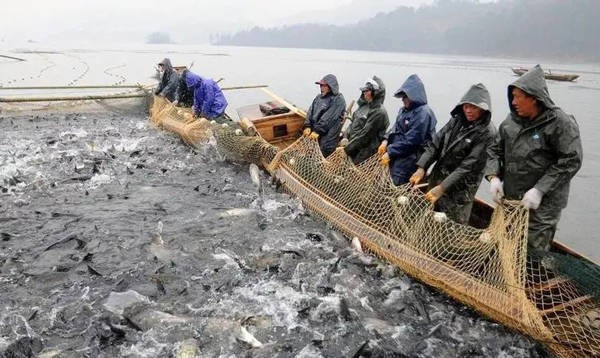 邯鄲二手魚缸低價出售電話多少啊（酉陽裝飾公司）