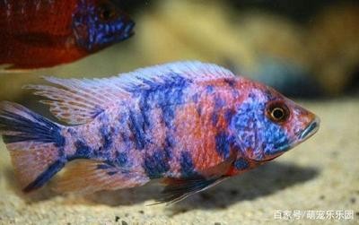 最好的龍魚多少錢一條圖片及價格：探尋最好的龍魚，價格背后的故事與奧秘