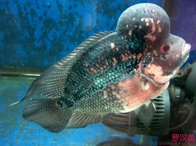 羅漢魚起沙前兆圖片|羅漢魚“起沙”前兆