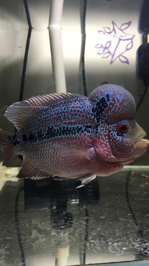 羅漢魚起沙前兆圖片|羅漢魚“起沙”前兆