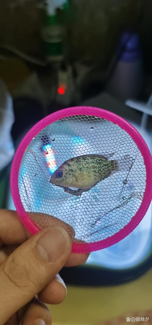 羅漢魚起沙前兆圖片|羅漢魚“起沙”前兆