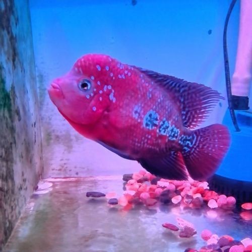 羅漢魚起沙前兆圖片|羅漢魚“起沙”前兆