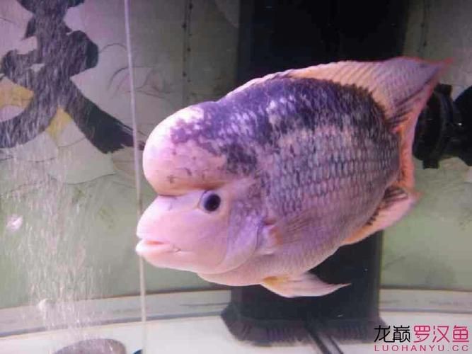 羅漢魚起沙前兆圖片|羅漢魚“起沙”前兆