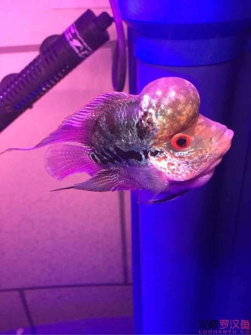 羅漢魚起沙前兆圖片|羅漢魚“起沙”前兆