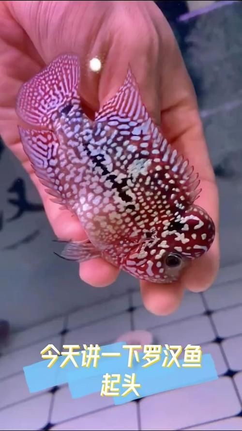 羅漢魚起沙前兆圖片|羅漢魚“起沙”前兆