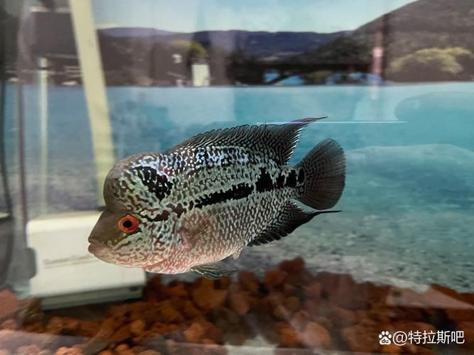 羅漢魚起沙前兆圖片|羅漢魚“起沙”前兆
