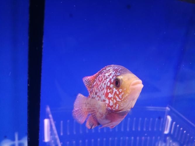 羅漢魚起沙前兆圖片|羅漢魚“起沙”前兆
