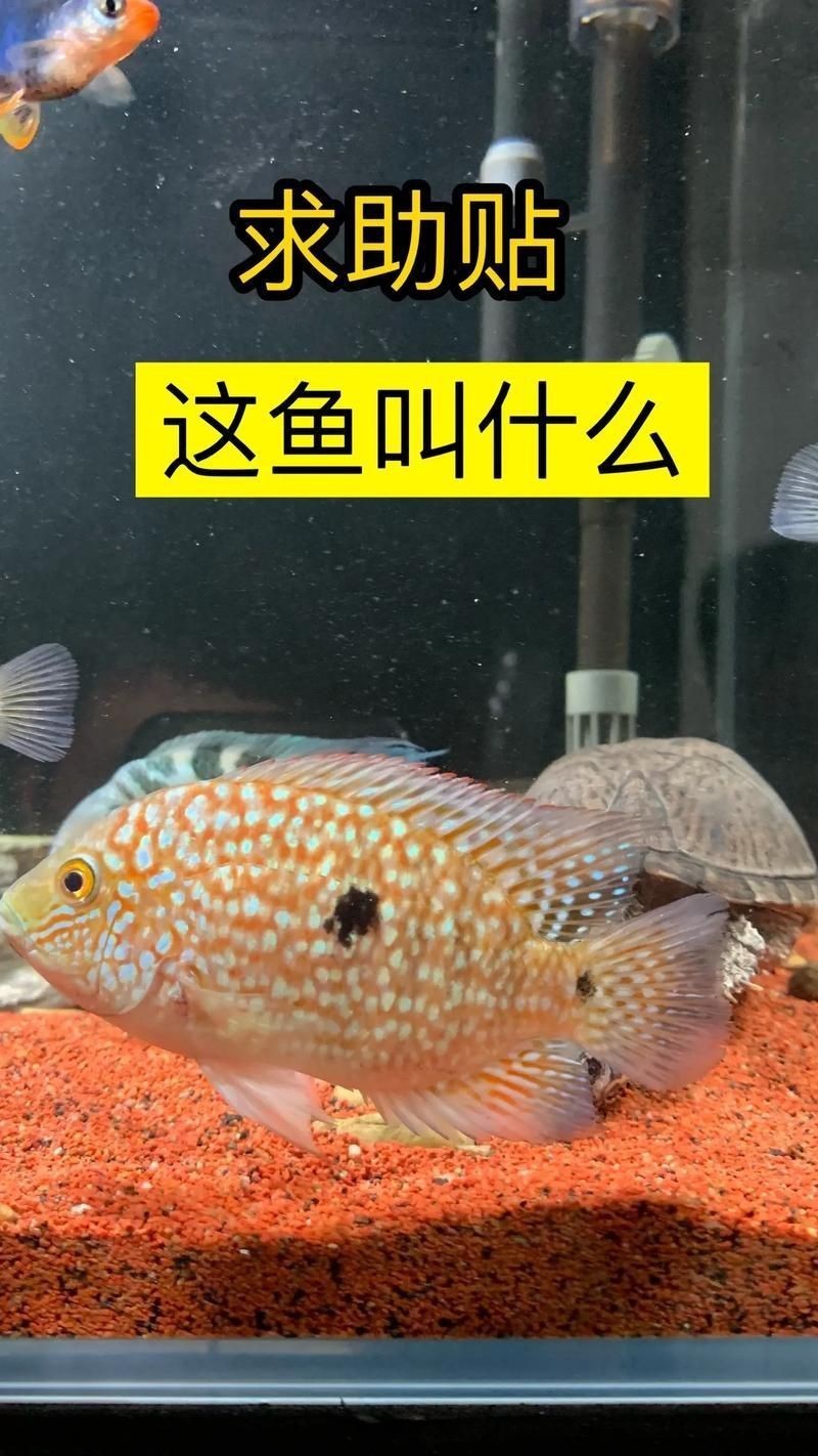 羅漢魚起沙前兆圖片|羅漢魚“起沙”前兆