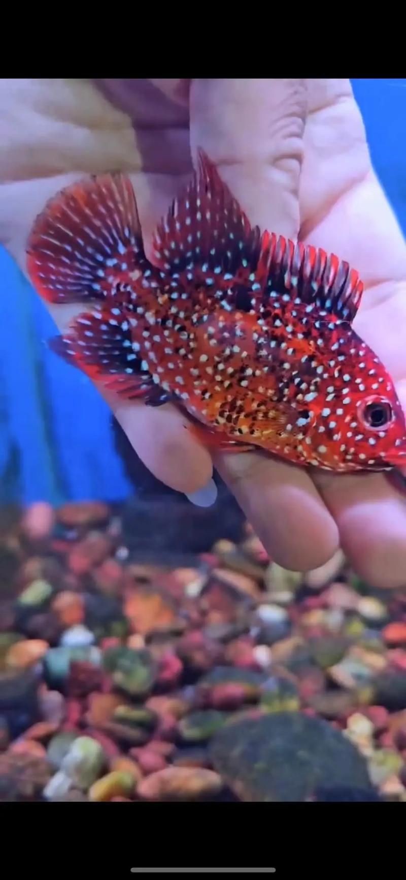 羅漢魚起沙前兆圖片|羅漢魚“起沙”前兆