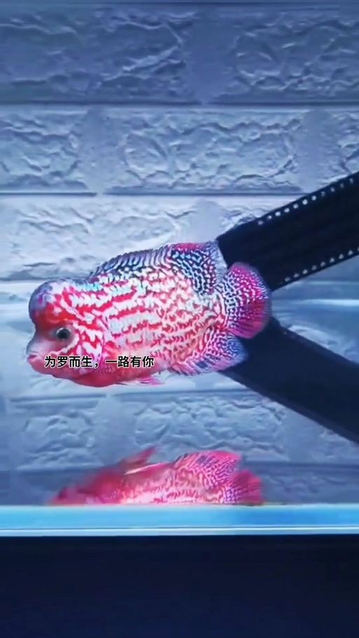 羅漢魚起沙前兆圖片|羅漢魚“起沙”前兆