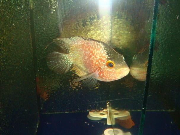 羅漢魚起沙前兆圖片|羅漢魚“起沙”前兆