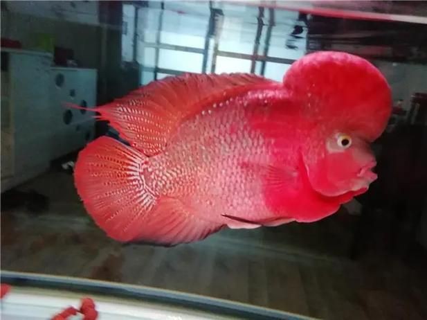 羅漢魚起沙前兆圖片|羅漢魚“起沙”前兆