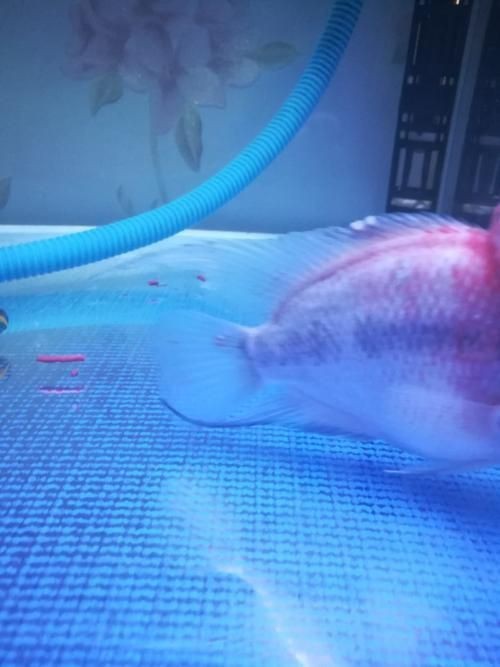 羅漢魚起沙前兆圖片|羅漢魚“起沙”前兆