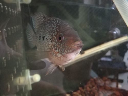 羅漢魚起沙前兆圖片|羅漢魚“起沙”前兆