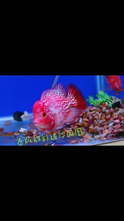 羅漢魚起沙前兆圖片|羅漢魚“起沙”前兆