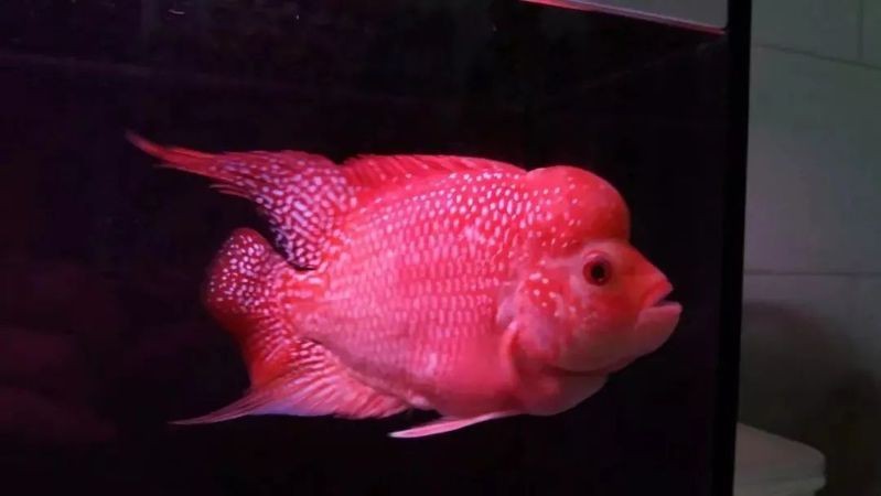 羅漢魚起沙前兆圖片|羅漢魚“起沙”前兆