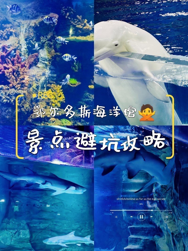 鄂爾多斯水族店|鄂爾多斯水族店分布廣泛且各具特色為當地居民提供了豐富的選擇 鄂爾多斯水族店|鄂爾多斯水族店分布廣泛且各具特色為當地居民提供了豐富的選擇 全國水族館企業名錄 第14張