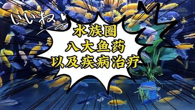 有哪些藥物可以有效治療魚鰓充血？，觀賞魚必備的八種魚藥以及相對應的疾病治療與使用放法