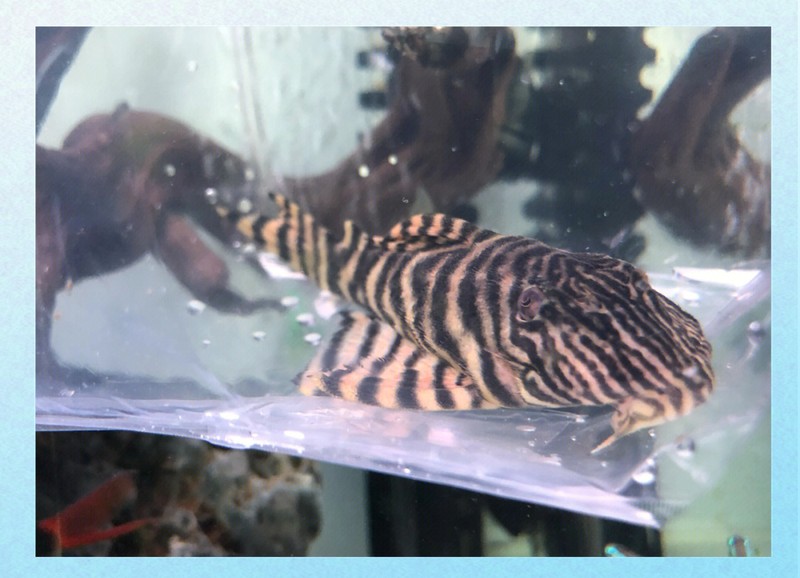 南美異型魚圖片|南美異型魚以獨特的外形和斑斕的色彩吸引著眾多水族愛好者的目光