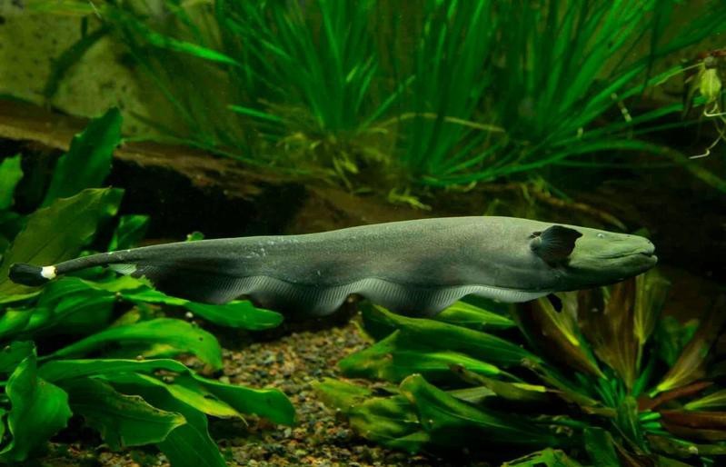 金龍魚的公母區別，過背金龍魚公母區別方法
