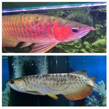 有沒有龍魚黑霉病的圖片示例？，關于龍魚黑霉病的圖文說明