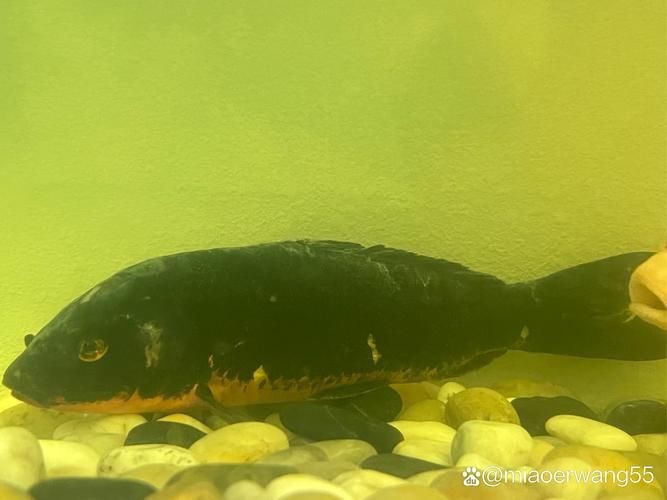 有沒有龍魚黑霉病的圖片示例？，關于龍魚黑霉病的圖文說明