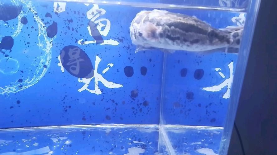 有沒有龍魚黑霉病的圖片示例？，關于龍魚黑霉病的圖文說明