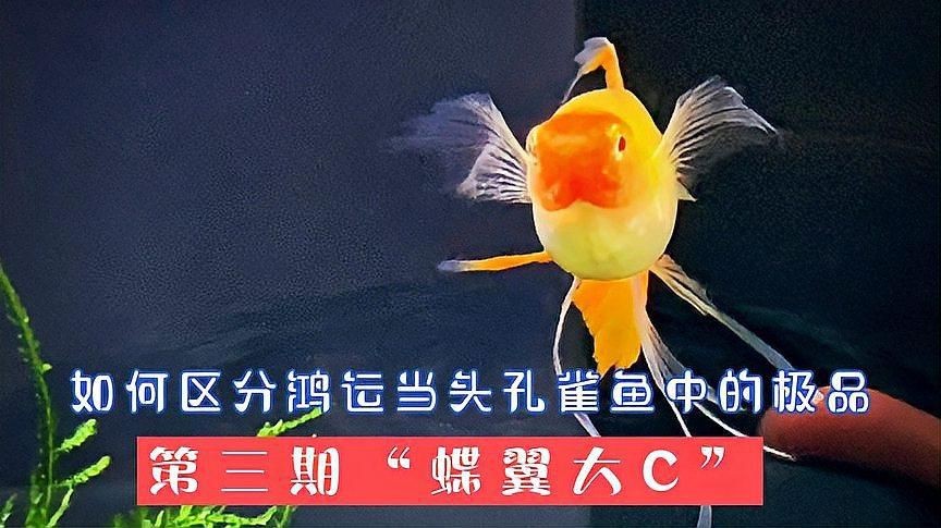 孔雀魚全紅和鴻運當頭的區別|孔雀魚中的“全紅”與“鴻運當頭”