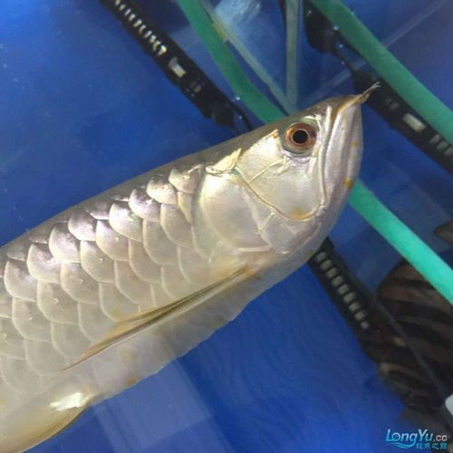 有沒有龍魚黑霉病的圖片示例？，關于龍魚黑霉病的圖文說明
